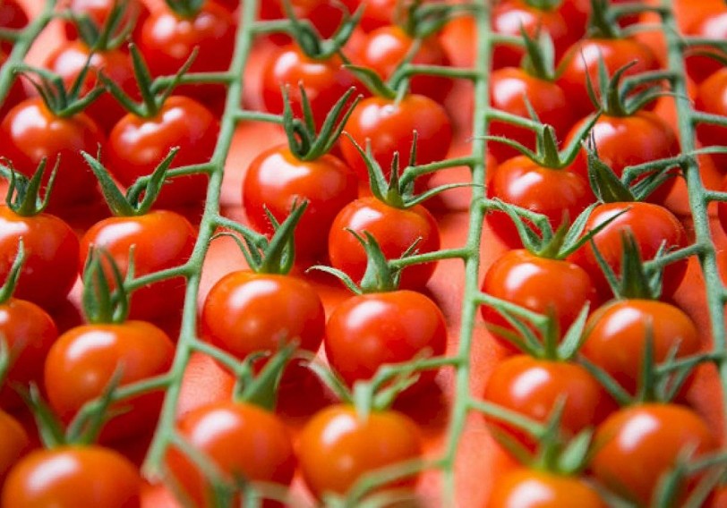 Pomidor ixracını azaldan səbəblər