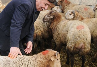 Bakıda qurbanlıq heyvanların yarmarkaları bu ərazilərdə təşkil olunacaq - Siyahı