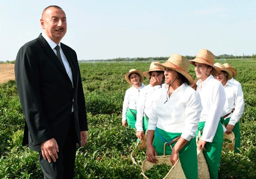 Prezident İlham Əliyev Lənkəranda “Astara Çay” MMC-nin çay plantasiyalarına baxıb - Fotolar