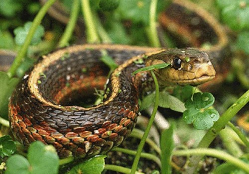 Zoologiya İnstitutu bulvarda ilanların peyda olması ilə bağlı məlumatlara münasibət bildirib