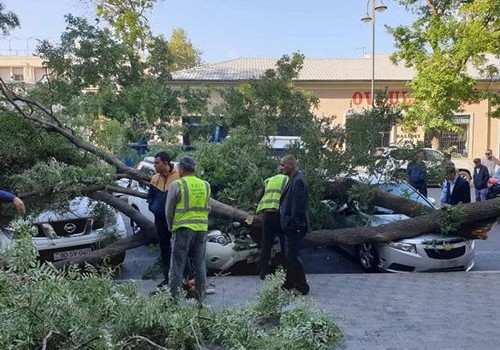 Bakıda irigövdəli ağac aşdı - 3 avtomobilə ziyan dəydi