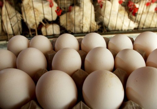 Kənd yumurtaları alarkən diqqətli olun: Çoxu eyni ölçüdə olmamalıdır
