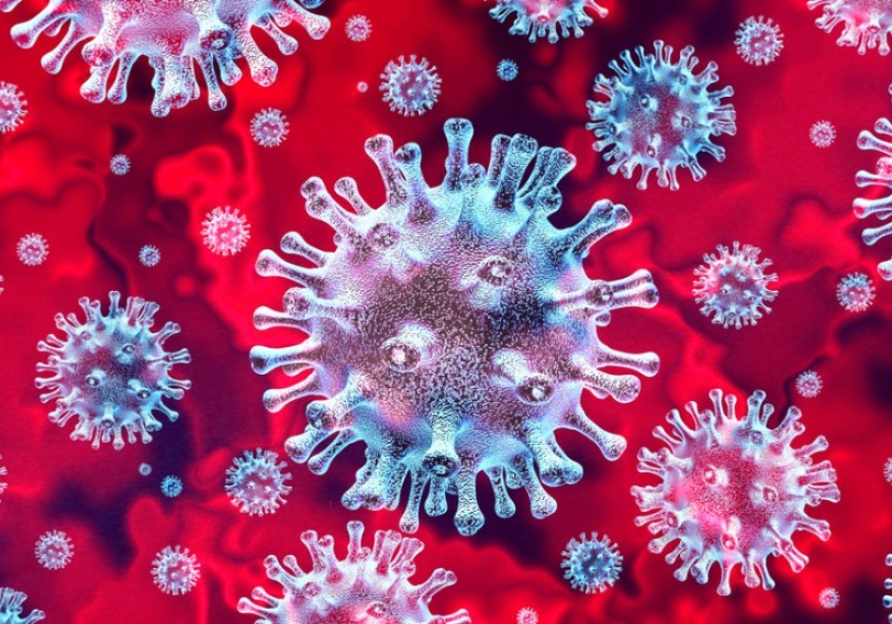 Koronavirus heyvanlar arasında da yayılır
