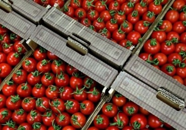 Rusiya Azərbaycandan pomidor idxalına icazə verib