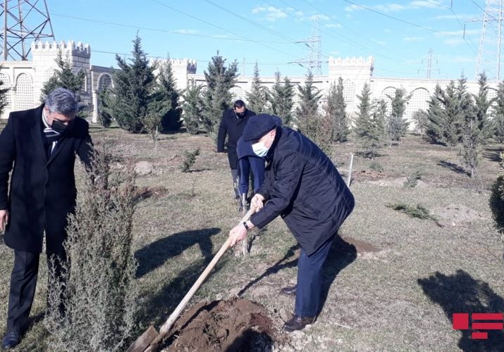 Sumqayıtda ağacəkmə aksiyası keçirilib