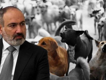 Erməni cəmiyyəti “hürən köpəklər”miş: İrəvanda günün etirafı